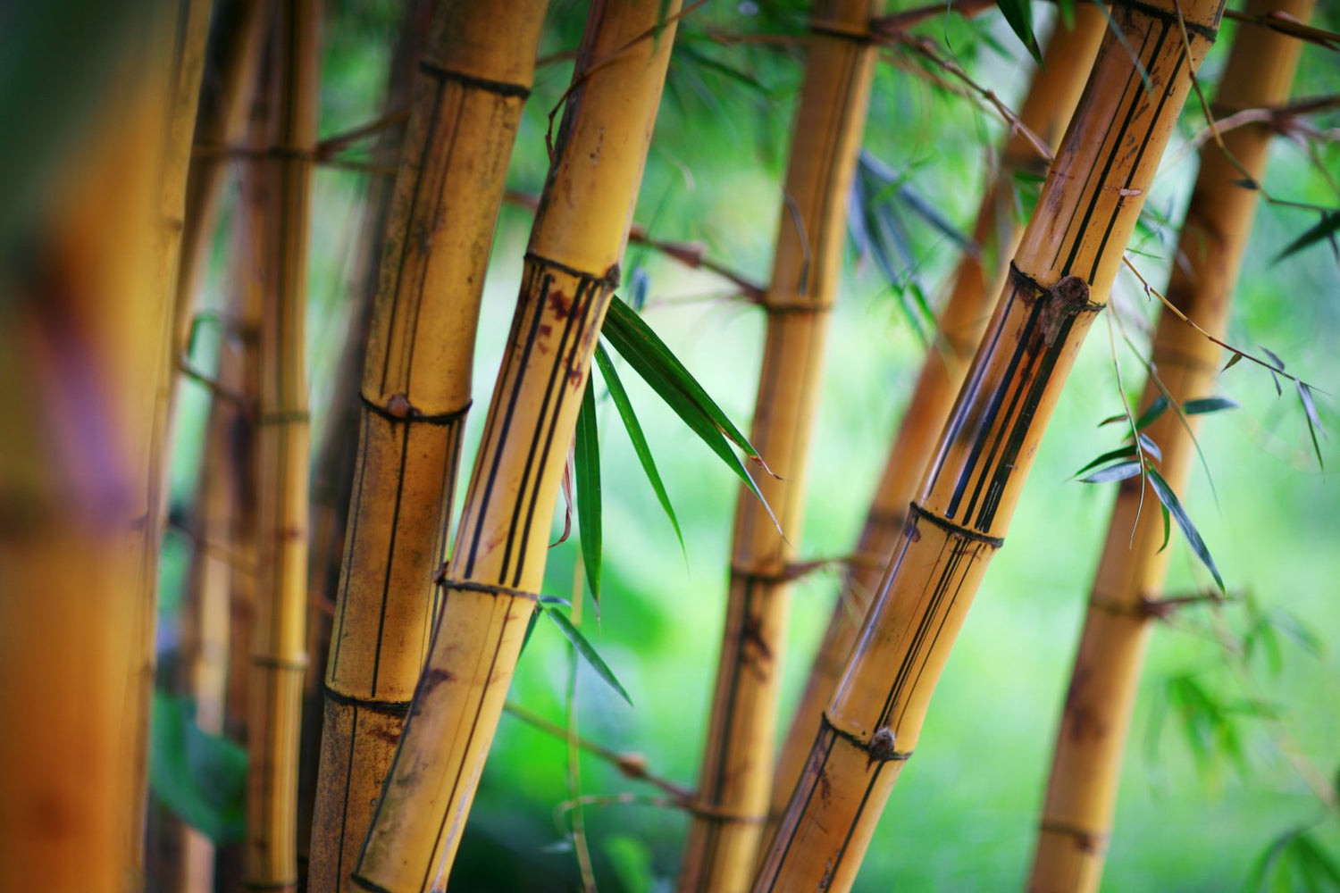 How Is Bamboo Fabric Made?