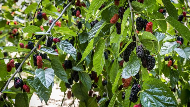 Close-up of a green mulberry tree