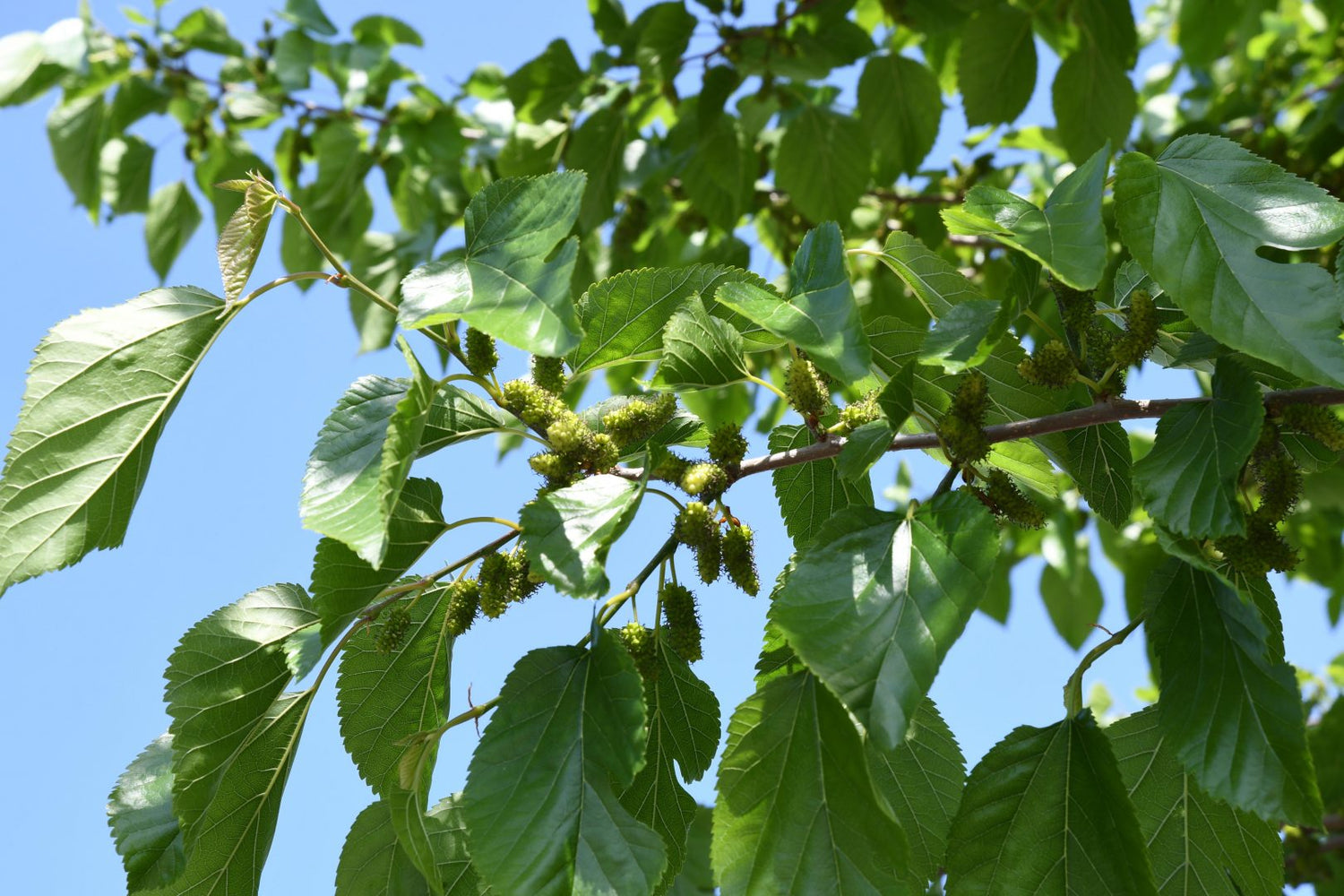 how-we-source-our-silk