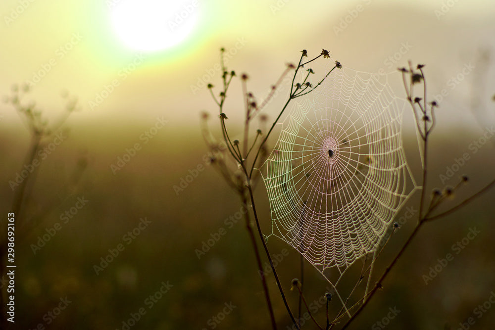 What is Spider Silk?