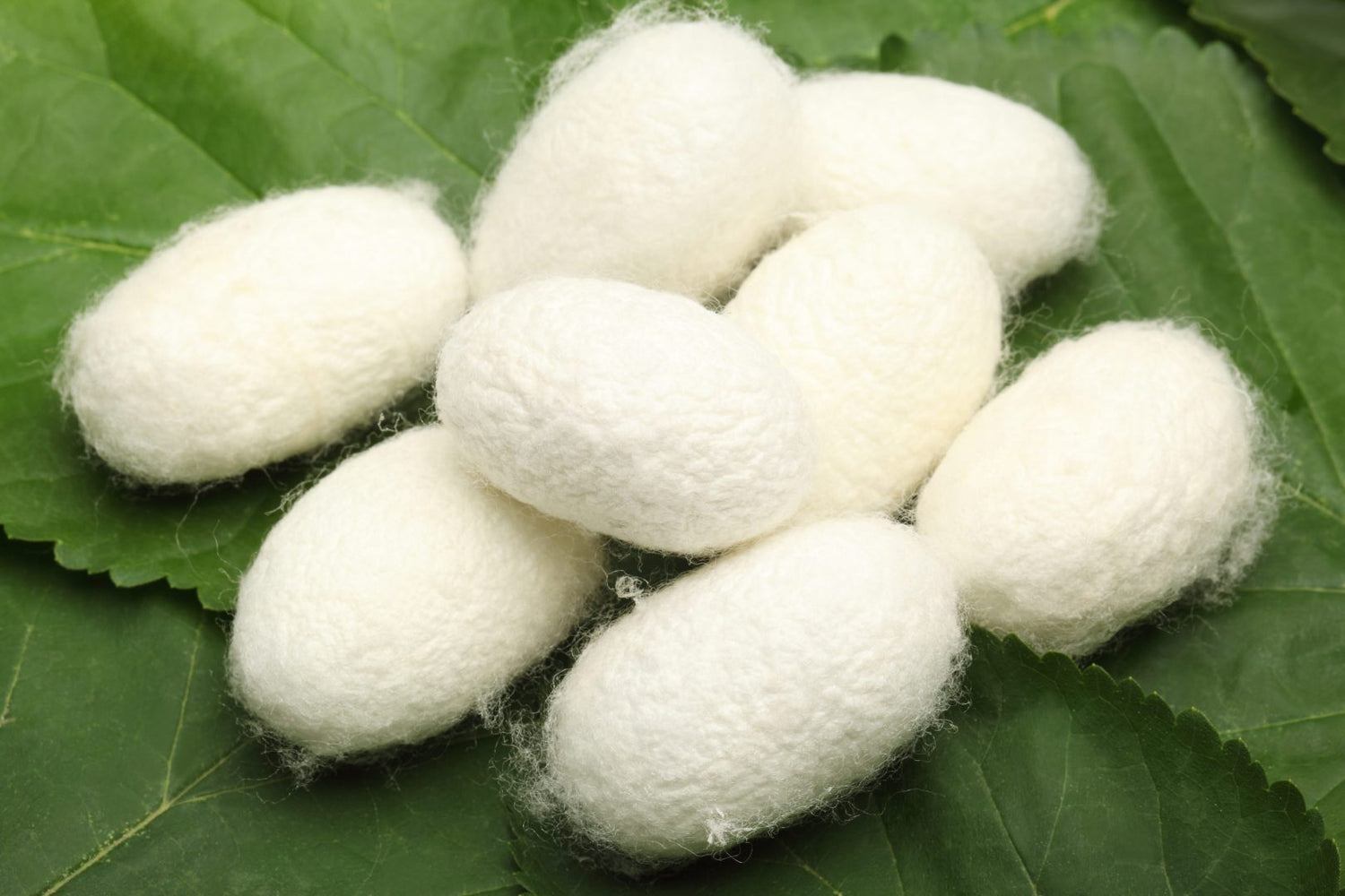 Silk-cocoons