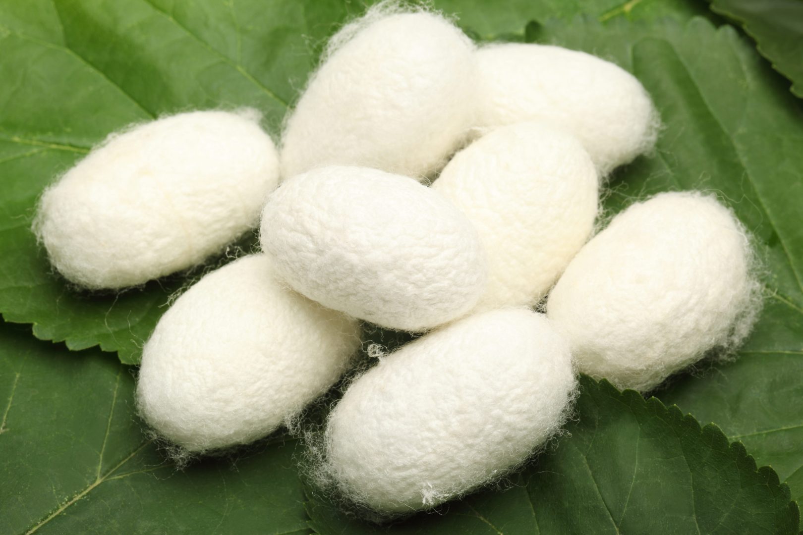 Silk-cocoons